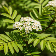 8ft Half-Standard Vilmorin's Rowan Tree | Mature Sorbus Vilmorinii | 6/8cm Girth | Grown in 40L Airpot
